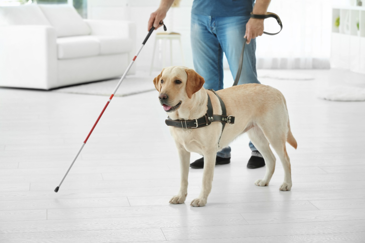 Blindenhund in einer Eigentumswohnung Blindenhund in einer Eigentumswohnung